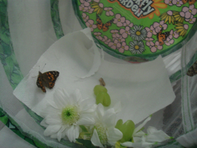 Live Butterfly Lifecycle!